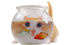 Monitor traffic in real time